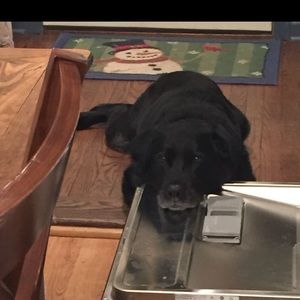 Meet your Posher, Tommy